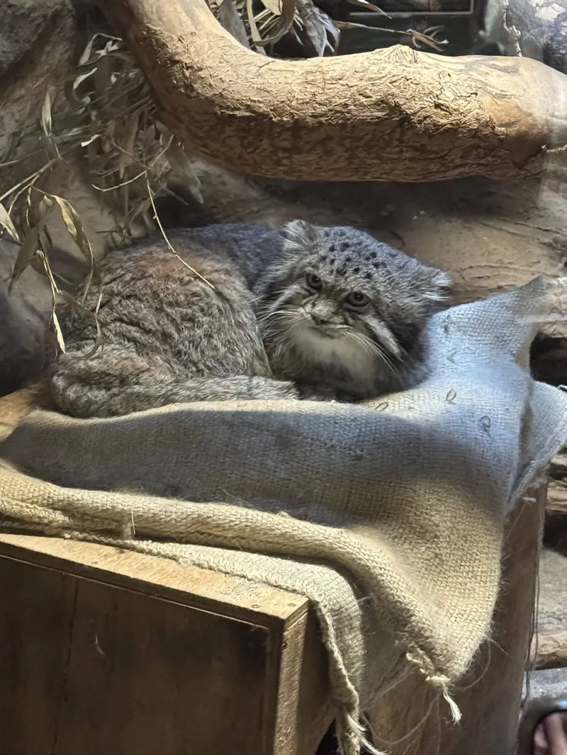 A photograph of a Pallas's cat