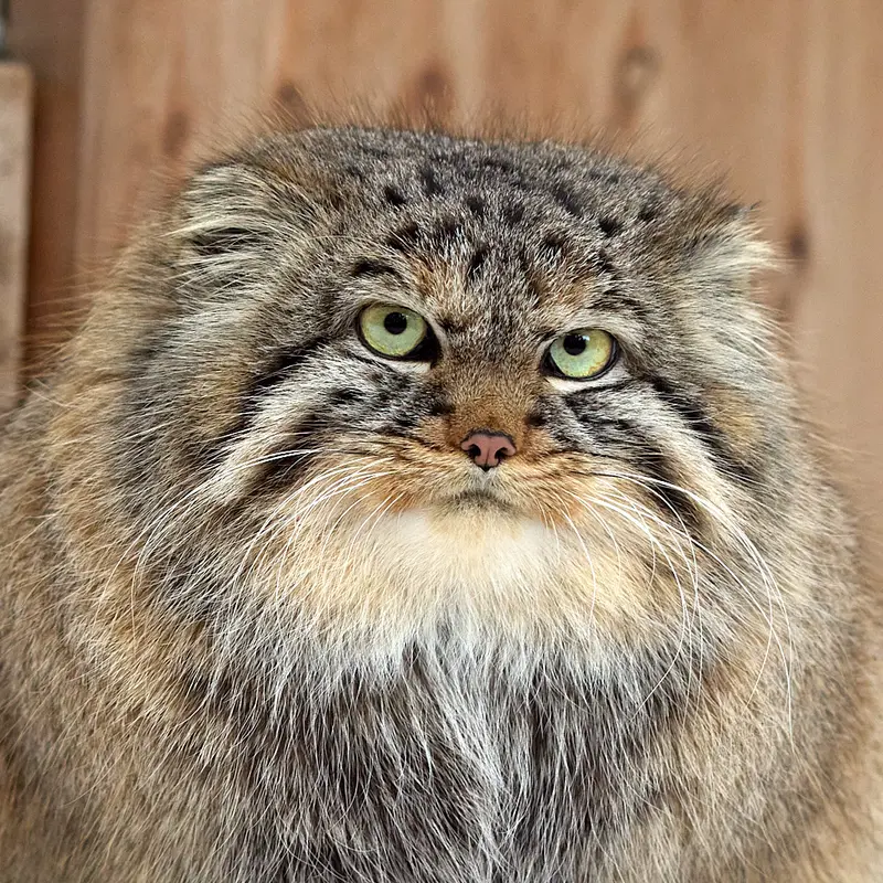 Gabi the Pallas's cat from Novosibirsk Zoo
