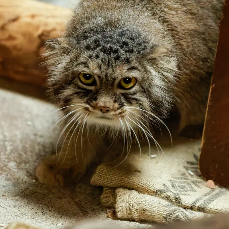 A photograph of Shafran in Ueno Zoological Gardens