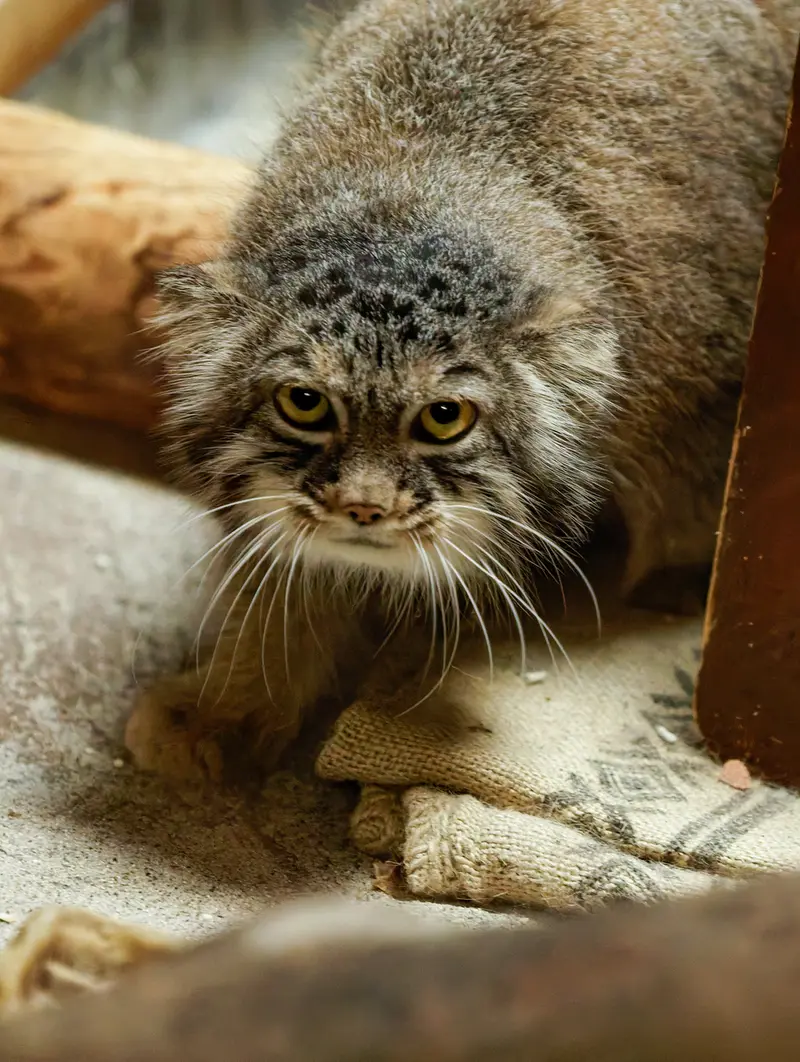 A photograph of Shafran in Ueno Zoological Gardens