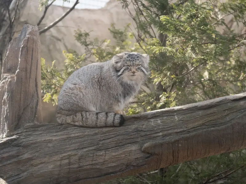A photograph of Nagomu in Nasu Animal Kingdom