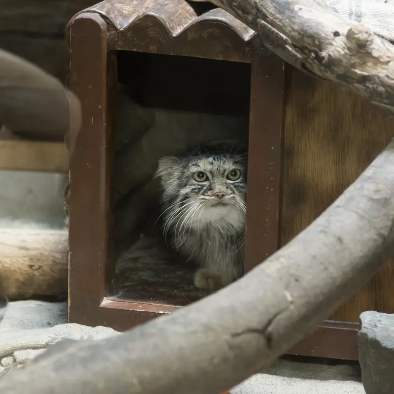 A photograph of Shafran in Ueno Zoological Gardens