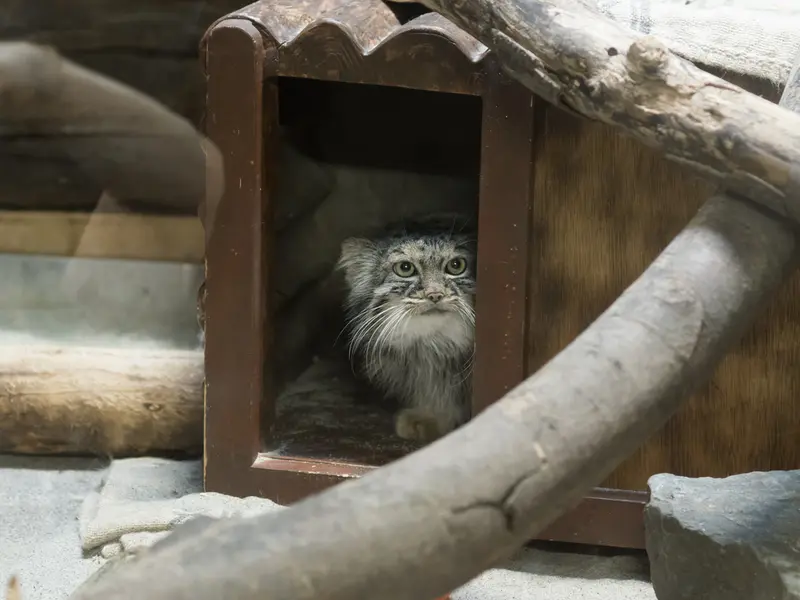 A photograph of Shafran in Ueno Zoological Gardens