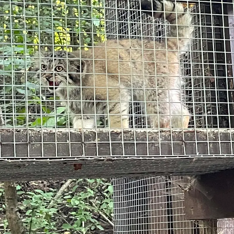 A photograph of Kitten of Alani b.2026 Ⅱ in Košice Zoo