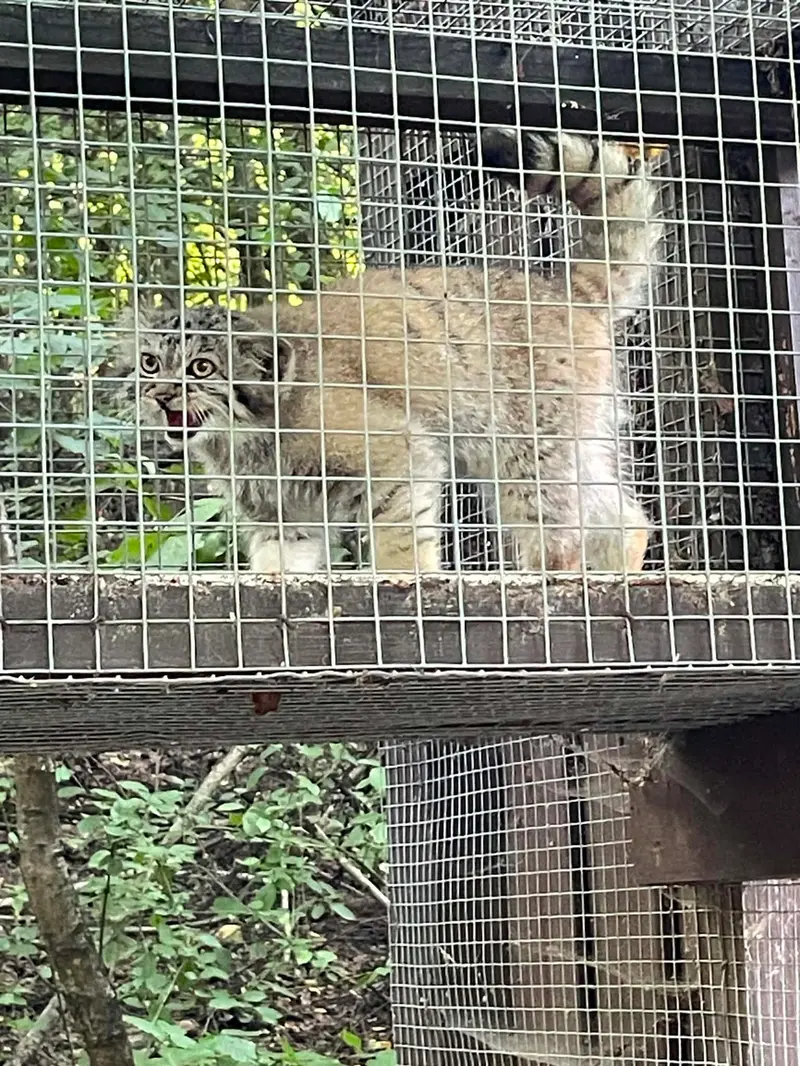 A photograph of Kitten of Alani b.2026 Ⅱ in Košice Zoo