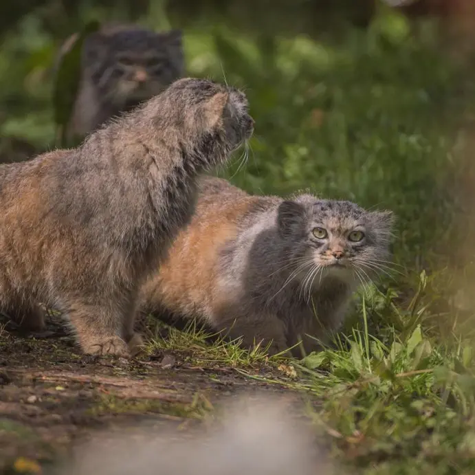 A photograph of a Pallas's cat in Chester Zoo