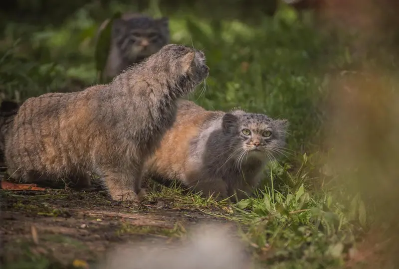 A photograph of a Pallas's cat in Chester Zoo