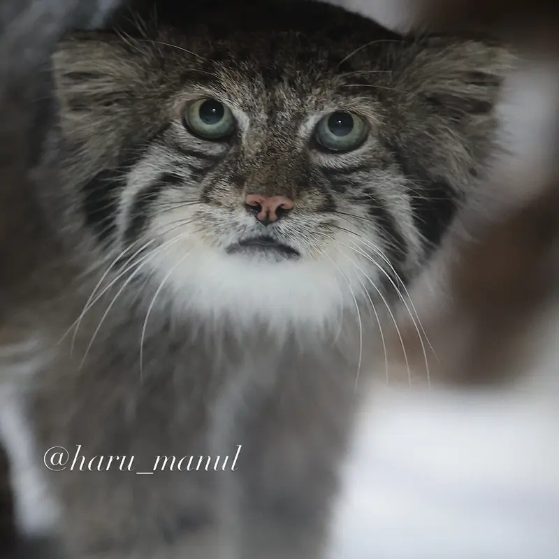 A photograph of Klyon in Ueno Zoological Gardens