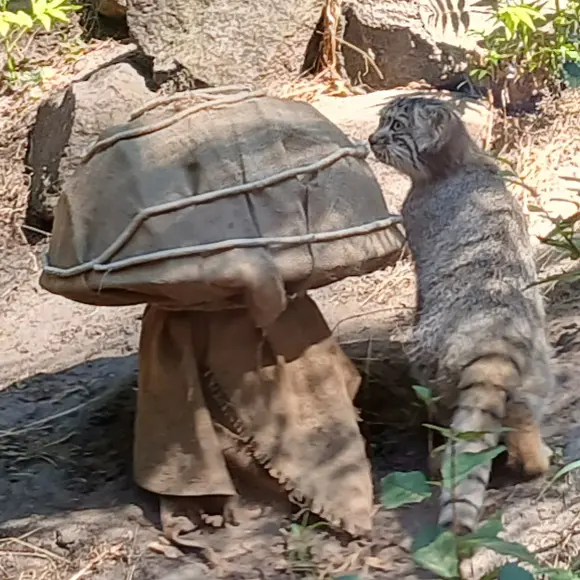 A photograph of Boris Ⅱ in Budapest Zoo & Botanical Garden