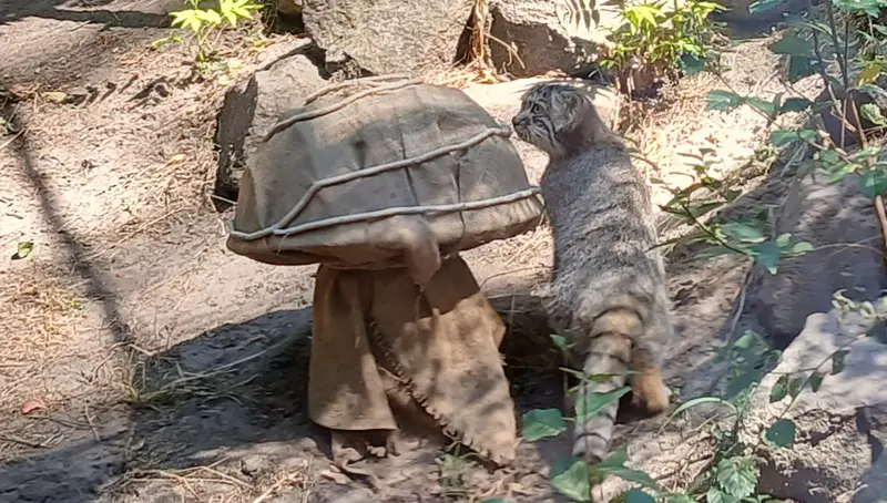 A photograph of Boris Ⅱ in Budapest Zoo & Botanical Garden
