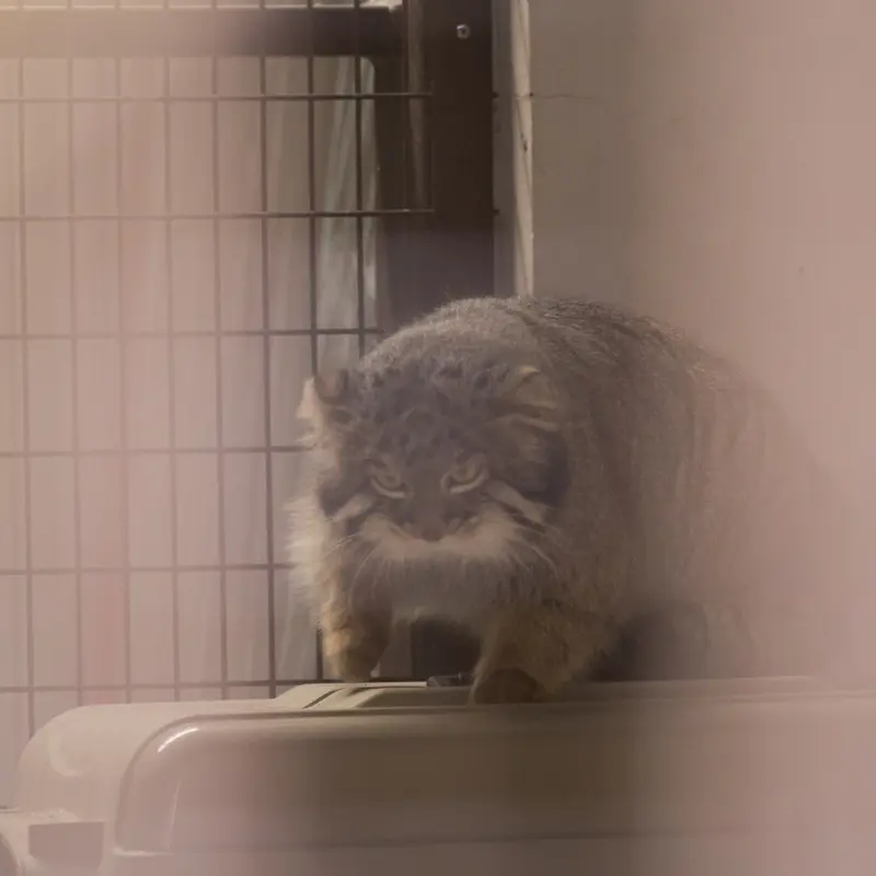 A photograph of Figa in Nogeyama Zoo