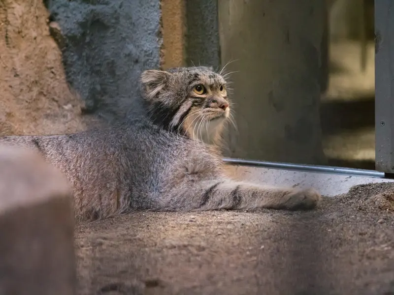 A photograph of Figa in Nogeyama Zoo