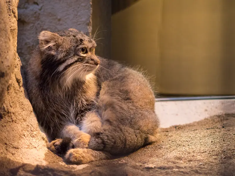 A photograph of Figa in Nogeyama Zoo