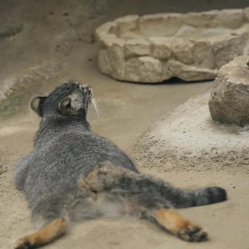 A photograph of Mei in Kobe Animal Kingdom