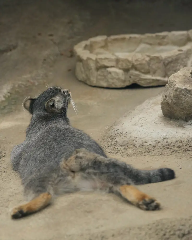 A photograph of Mei in Kobe Animal Kingdom