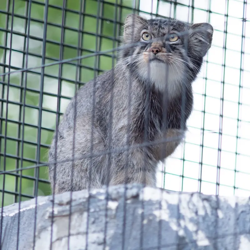 A photograph of Hide in Asahiyama Zoo