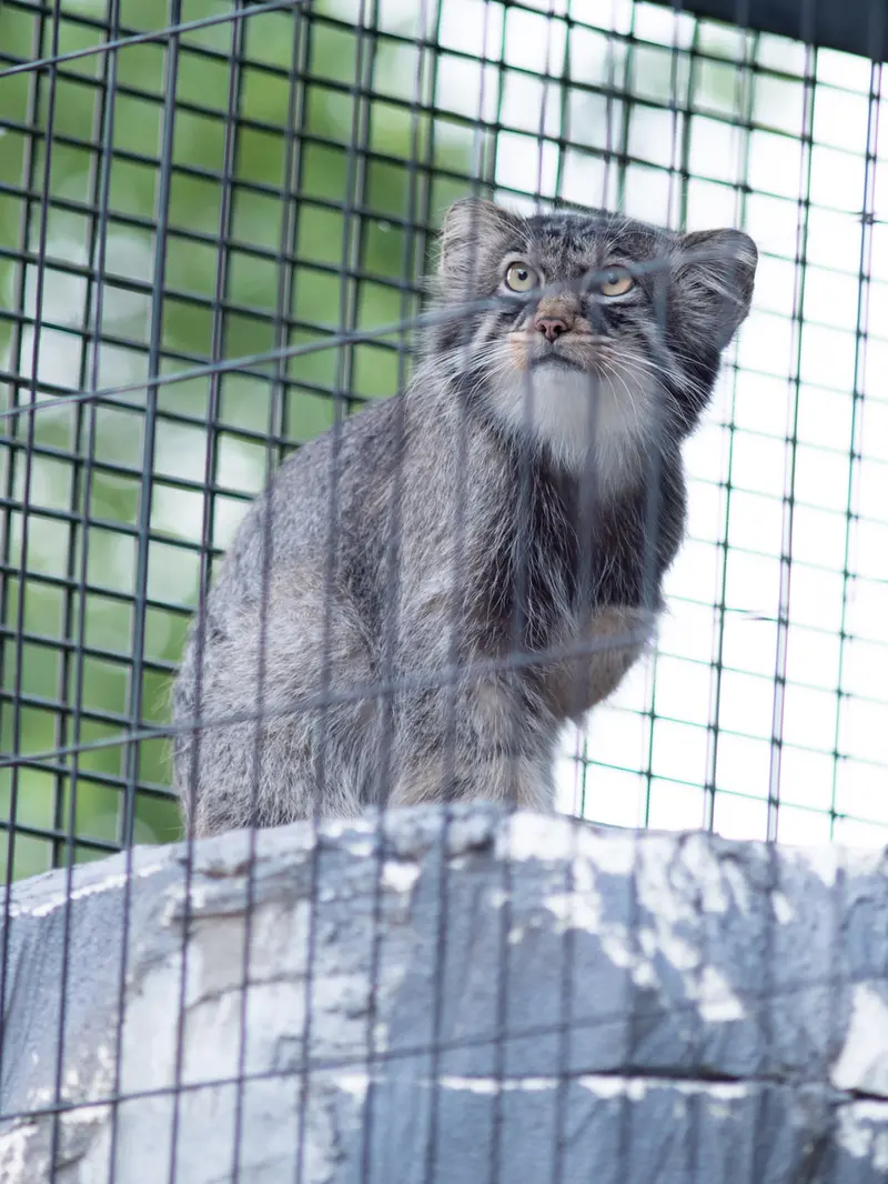 A photograph of Hide in Asahiyama Zoo