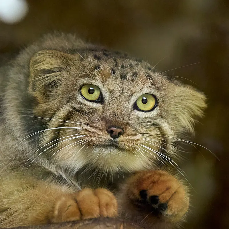 Naré the Pallas's cat from Yerevan Zoo