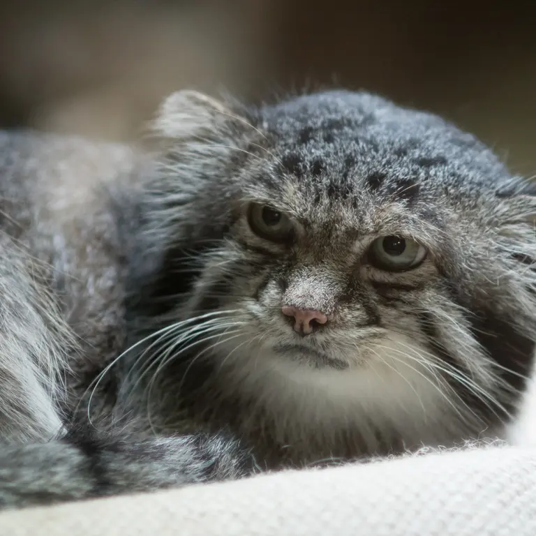 A photograph of Klyon in Ueno Zoological Gardens