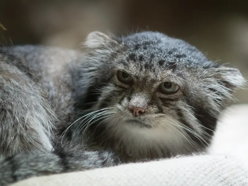A photograph of Klyon in Ueno Zoological Gardens