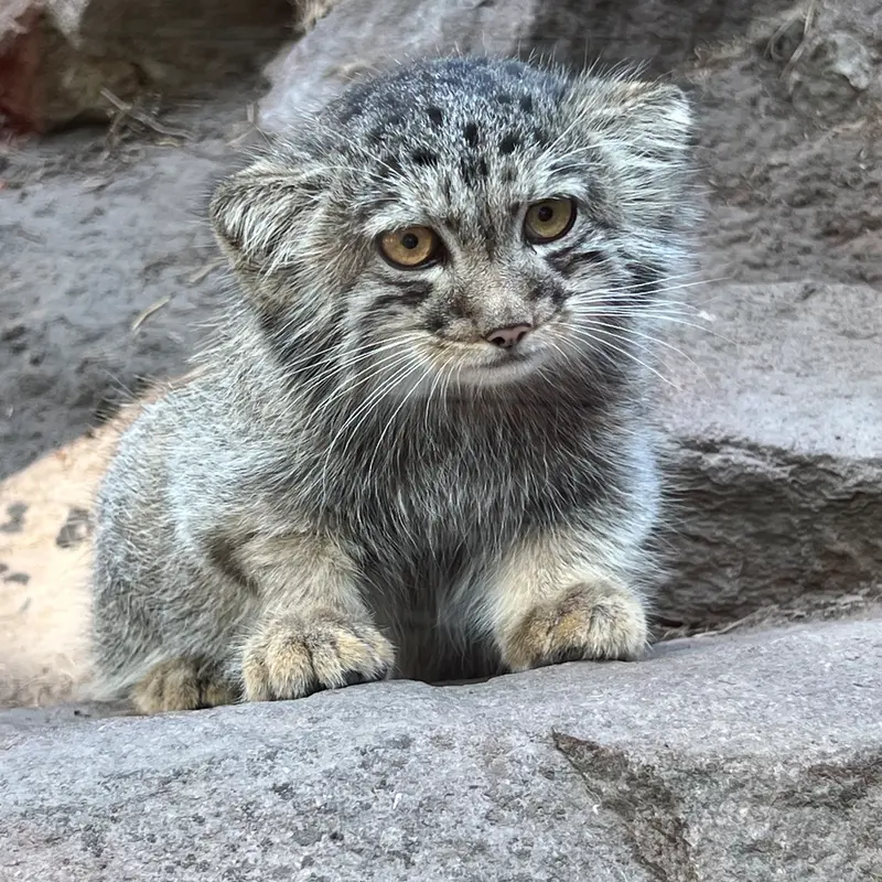 A photograph of Boris Ⅱ in Budapest Zoo & Botanical Garden