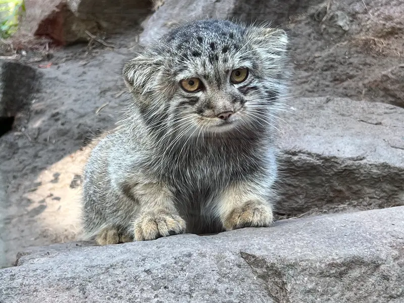 A photograph of Boris Ⅱ in Budapest Zoo & Botanical Garden