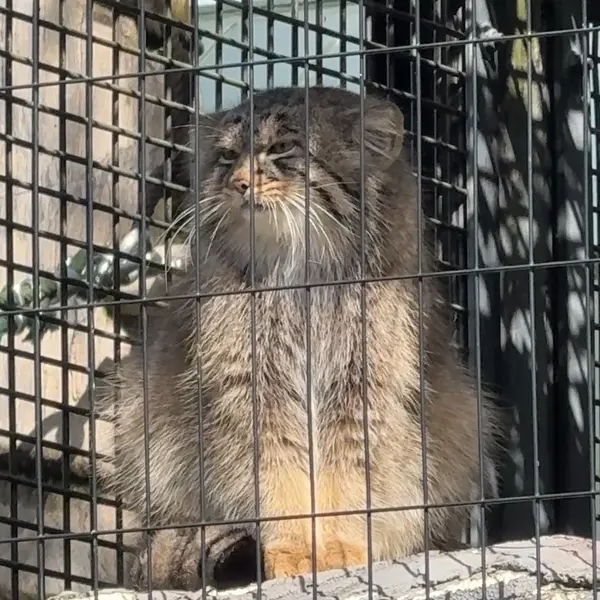 A photograph of Hide in Asahiyama Zoo
