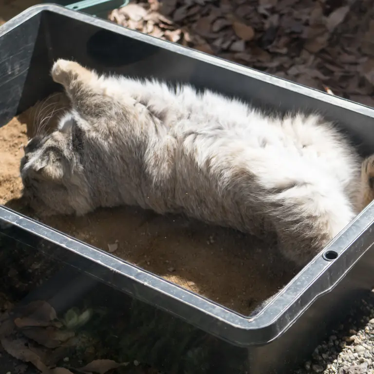 A photograph of Lotos in Saitama Children's Zoo