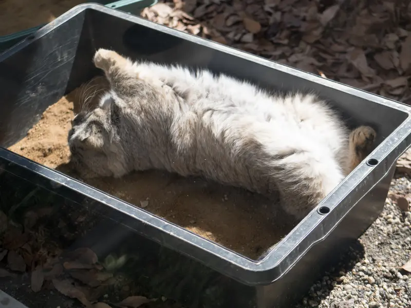 A photograph of Lotos in Saitama Children's Zoo