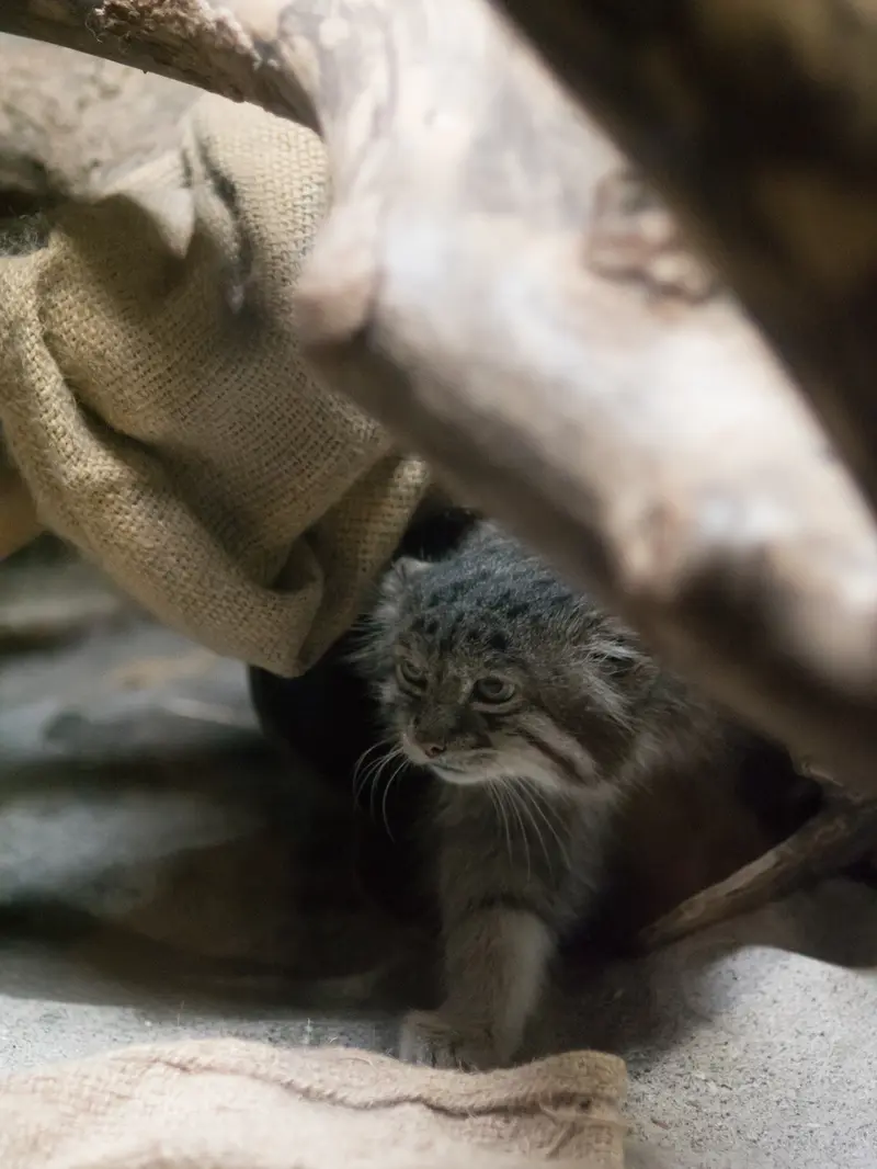 A photograph of Klyon in Ueno Zoological Gardens