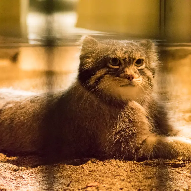 A photograph of Figa in Nogeyama Zoo