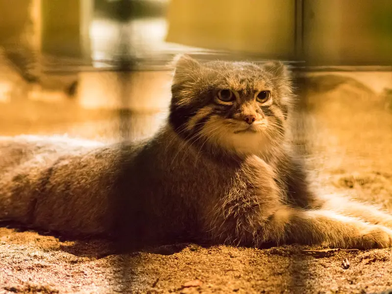 A photograph of Figa in Nogeyama Zoo