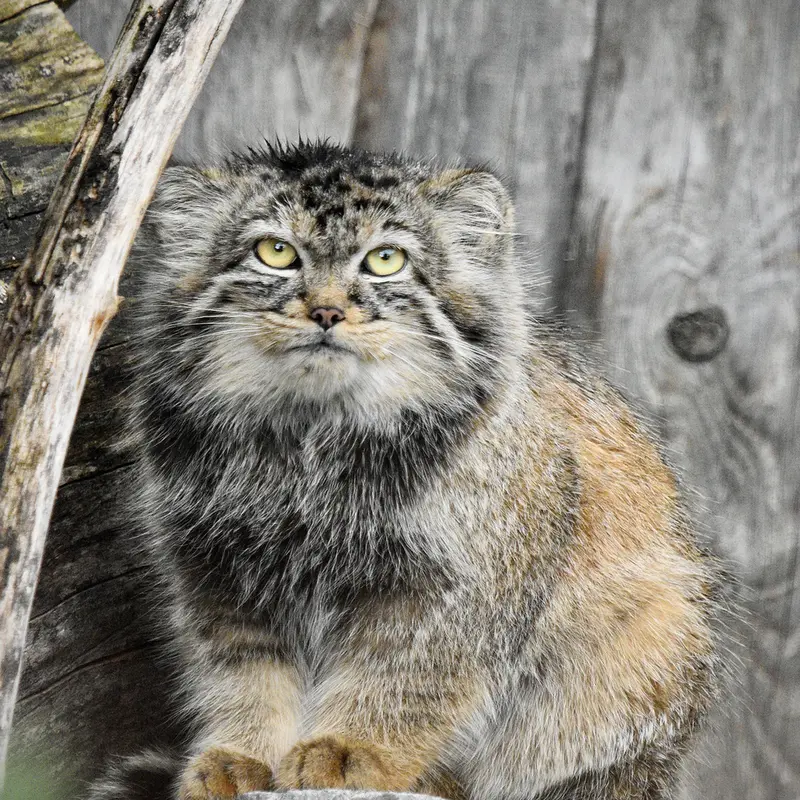 A photograph of Daughter of Charu b. 2025 in Tierpark Berlin