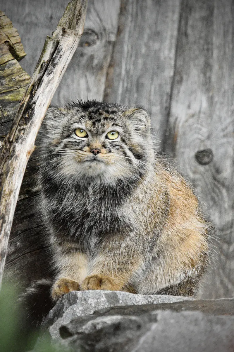 A photograph of Daughter of Charu b. 2025 in Tierpark Berlin