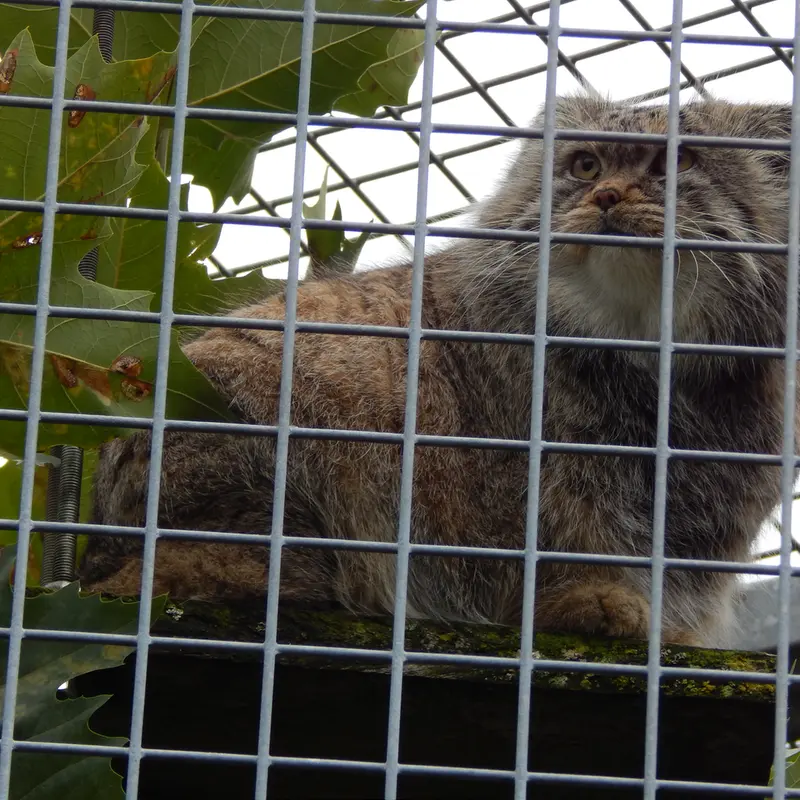 A photograph of Aldan in Zie-Zoo