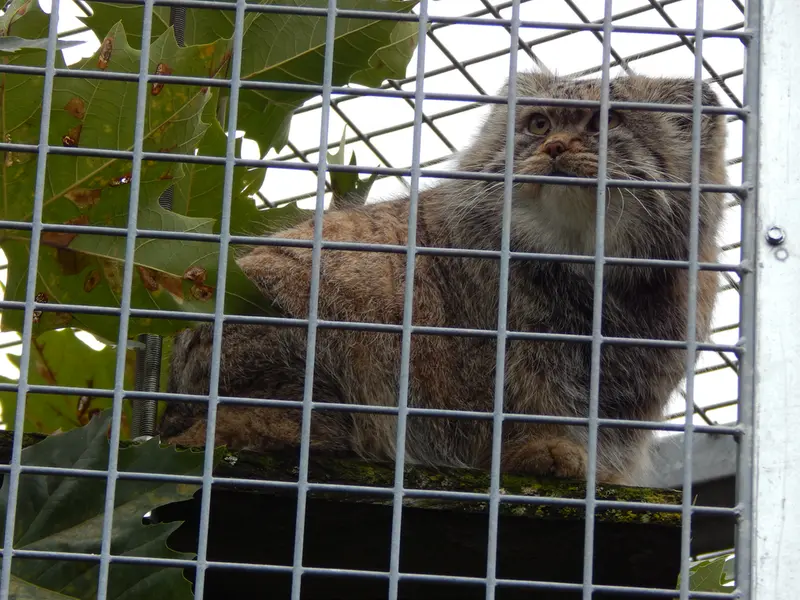 A photograph of Aldan in Zie-Zoo