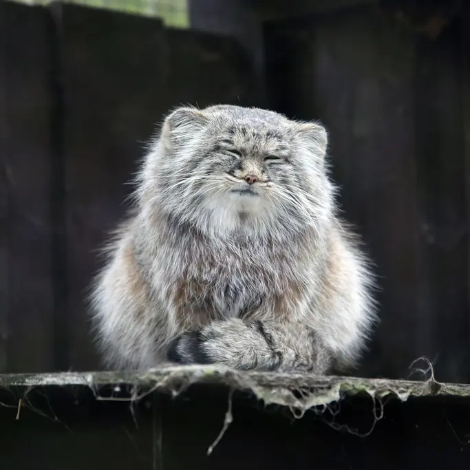 A photograph of Aysen in Košice Zoo