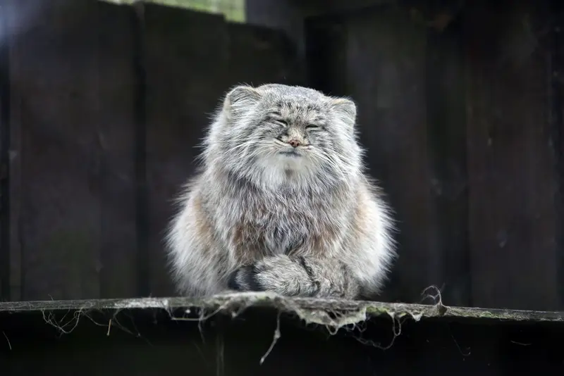 A photograph of Aysen in Košice Zoo