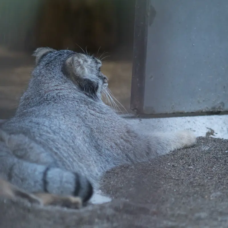 A photograph of Figa in Nogeyama Zoo