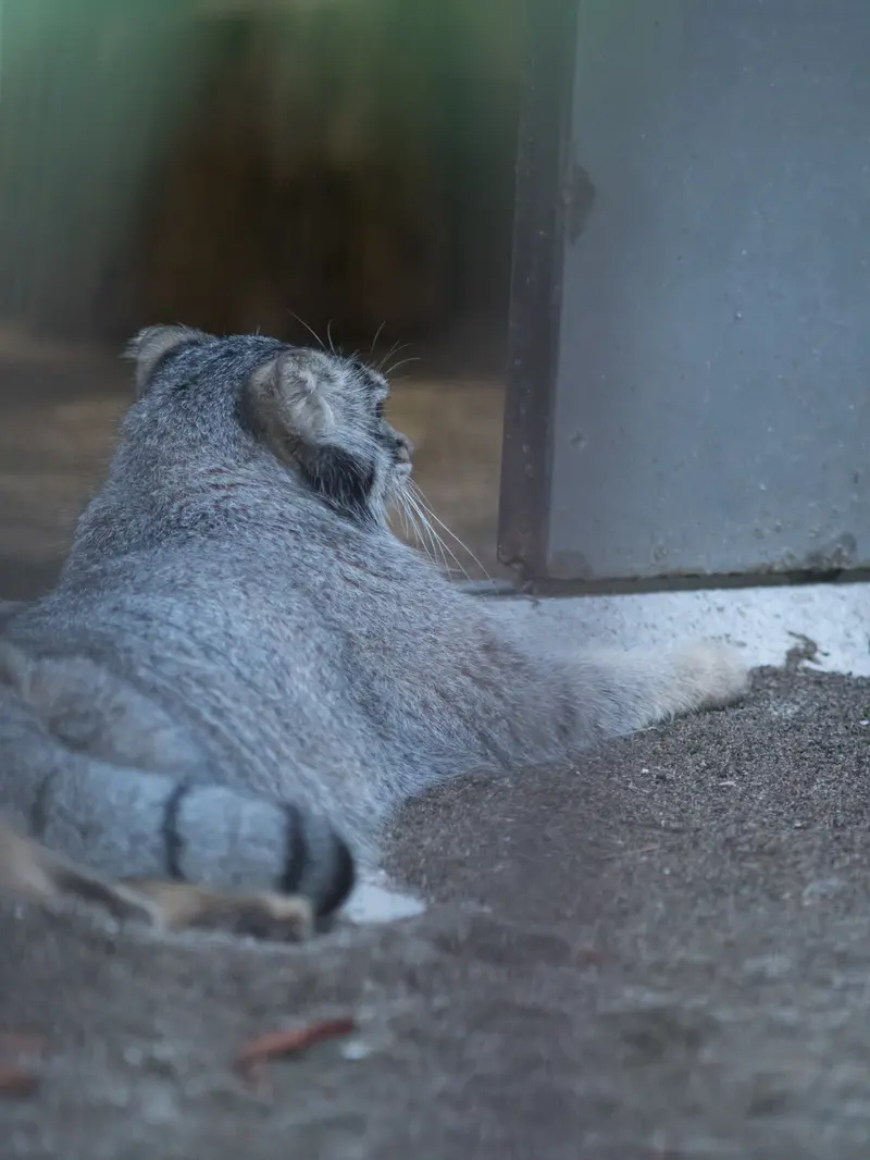 A photograph of Figa in Nogeyama Zoo