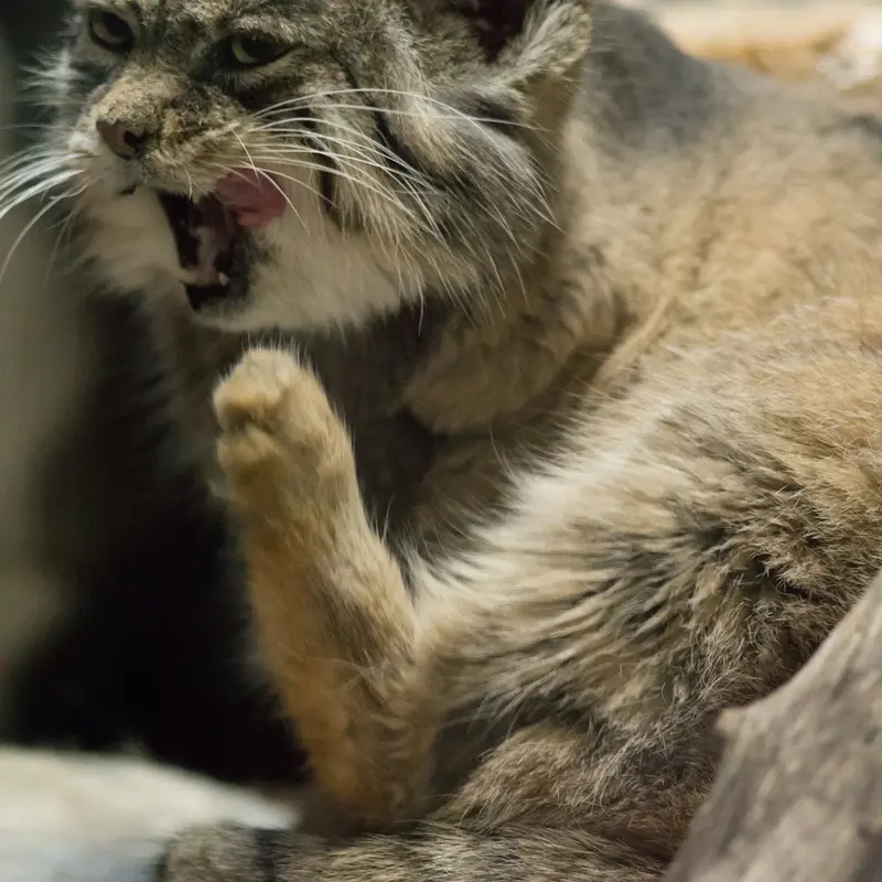 A photograph of Primula in Ueno Zoological Gardens