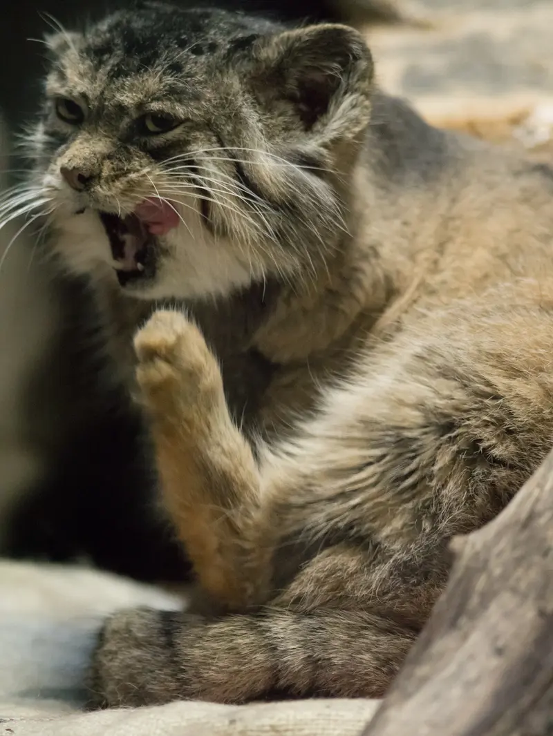 A photograph of Primula in Ueno Zoological Gardens