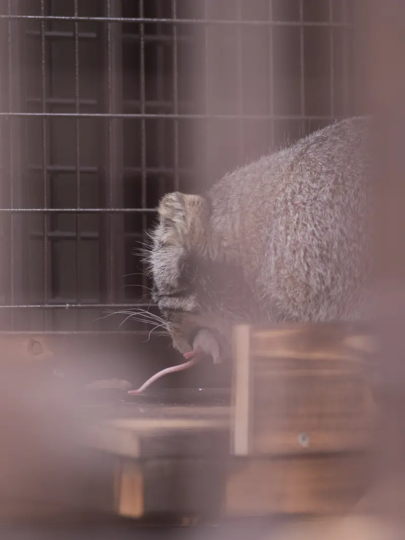 A photograph of Figa in Nogeyama Zoo