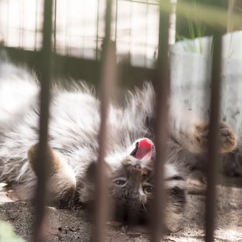 A photograph of Figa in Nogeyama Zoo