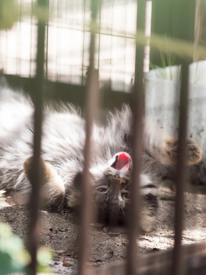 A photograph of Figa in Nogeyama Zoo