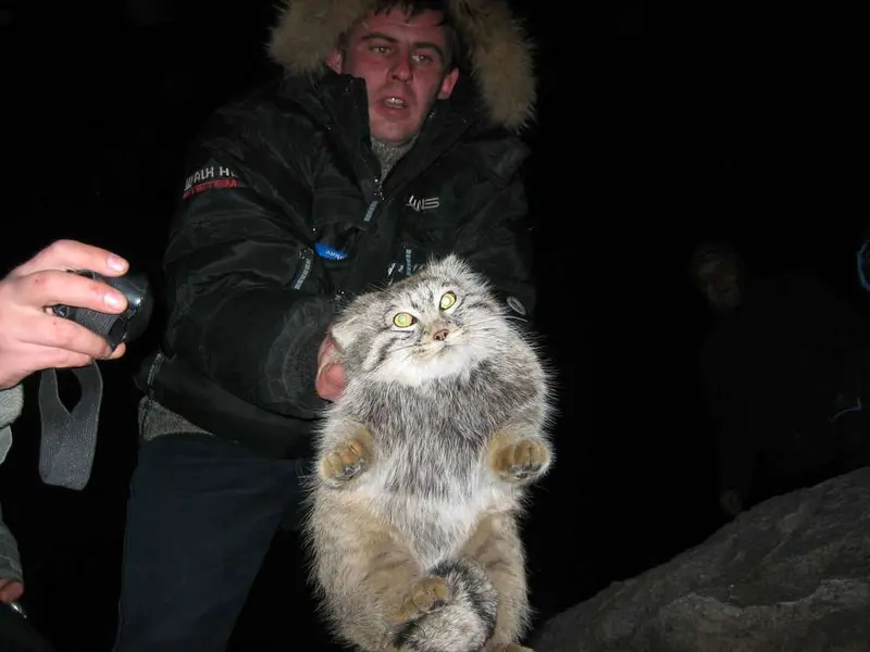 A photograph of a Pallas's cat