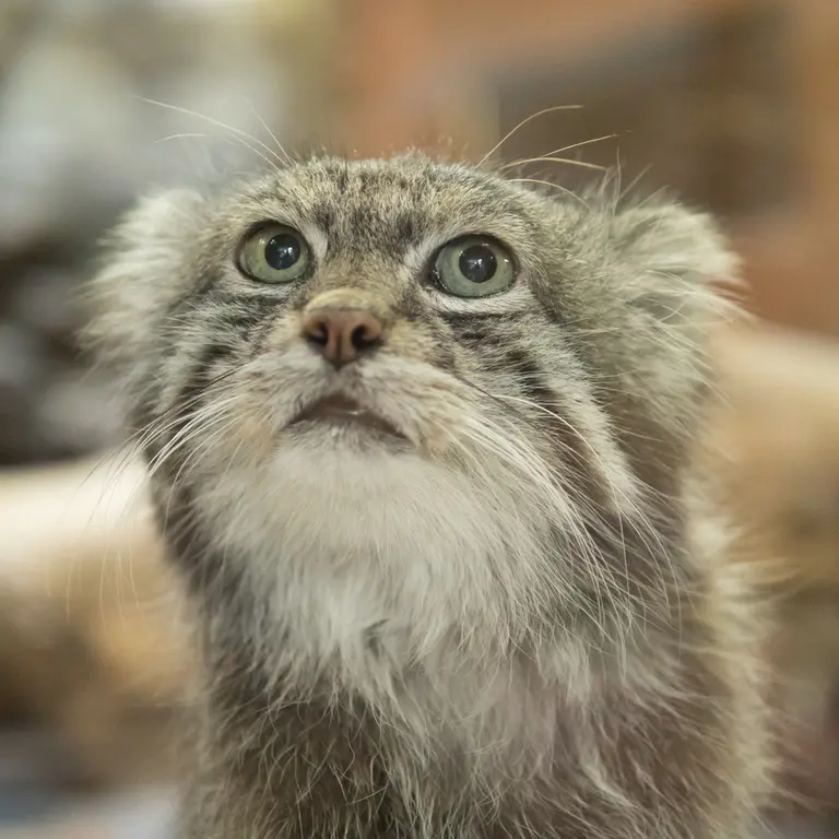 A photograph of Klyon in Ueno Zoological Gardens