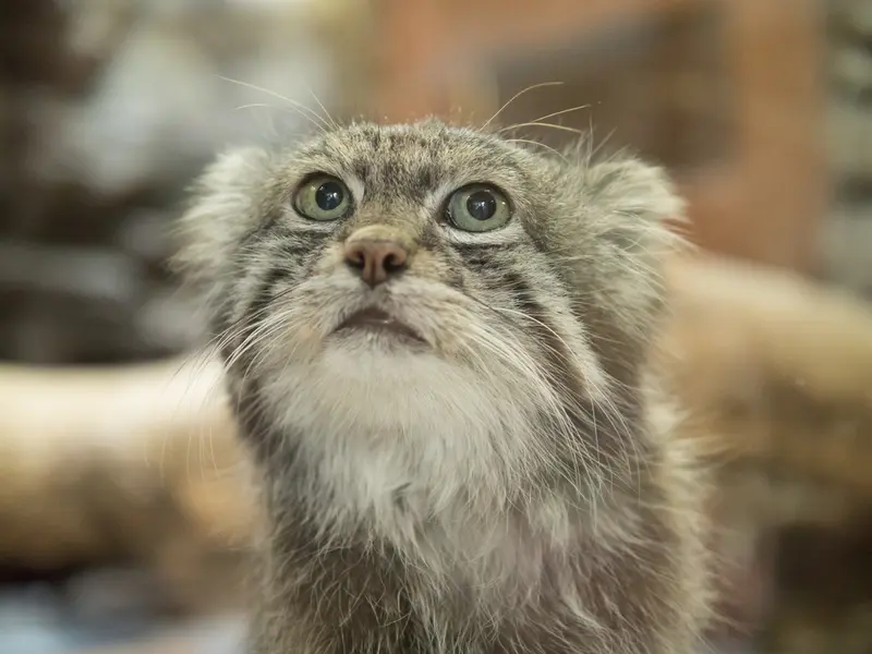 A photograph of Klyon in Ueno Zoological Gardens