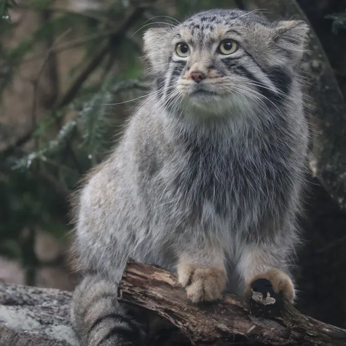 A photograph of Nagomu in Nasu Animal Kingdom