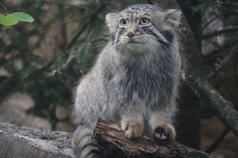 A photograph of Nagomu in Nasu Animal Kingdom